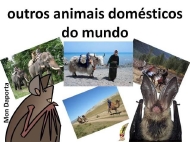 Outros animais domésticos do mundo